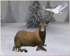 Snow Eagle Stag