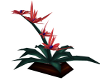 Tropical Surpise Plant