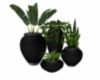Black Pot Plants
