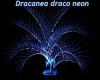 Blue Dracaena draco neon