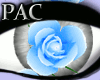 *PAC* Heart of Roses Blu