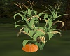 CornStalks & Pumpkin
