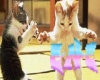C-N-C Dancing kittens