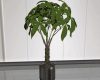DER: Pot Plant