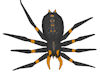 JN Halloween Spider
