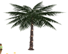 Luxury Palm