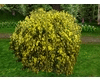 RoundBushGoldfingerYelow