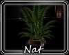 NT Almost Planter 3