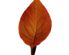 Poseless Leaf Chair