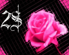 ~2s~ pink rose