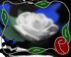 `Blue White Rose