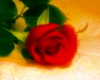 Red Rose sticker