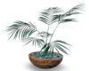 Patio Plant