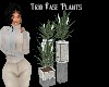 Trio Vase Plants