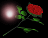 handheld rose★