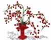 Romantic Rosalie plant