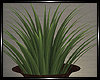 Ma. Winter Plant