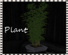 [BM]G.P~Plant