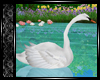 [W] Swan Animated ♡