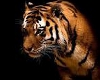 Tiger1 by EbonyQ1