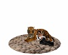 tiger cuddle