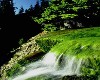 FOREST WATERFALL