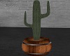 Barrel Cactus