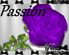 Purple "Passion" Rose