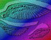 six wing rainbow