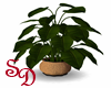 Breathless Apt Plant