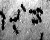 Ants