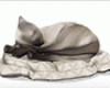 Seamese Cat