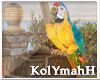 KYH |The RockII Parrot