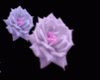 NV Purple Magic Roses