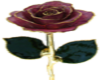 Lavendar Rose