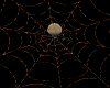 Ani Spider Wed