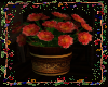 *Peonies Bucket
