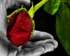 Rose Poster