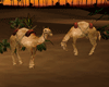 OASIS Camel