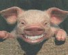 Pig with a Big Smile