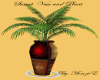 Sunset Vase and Plant