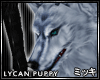 ! Azure Lycan Wolf Puppy