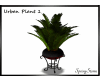 Urban Plant 1
