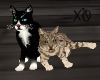 Playing Cats Animated