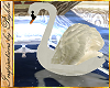 I~White Swan