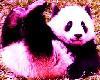 **So*Cute*Panda!!!**