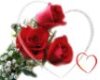 St valentin Rose coeur