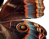 moth wings