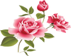 3 Pink Roses