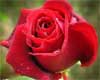 *K*red Rose pic